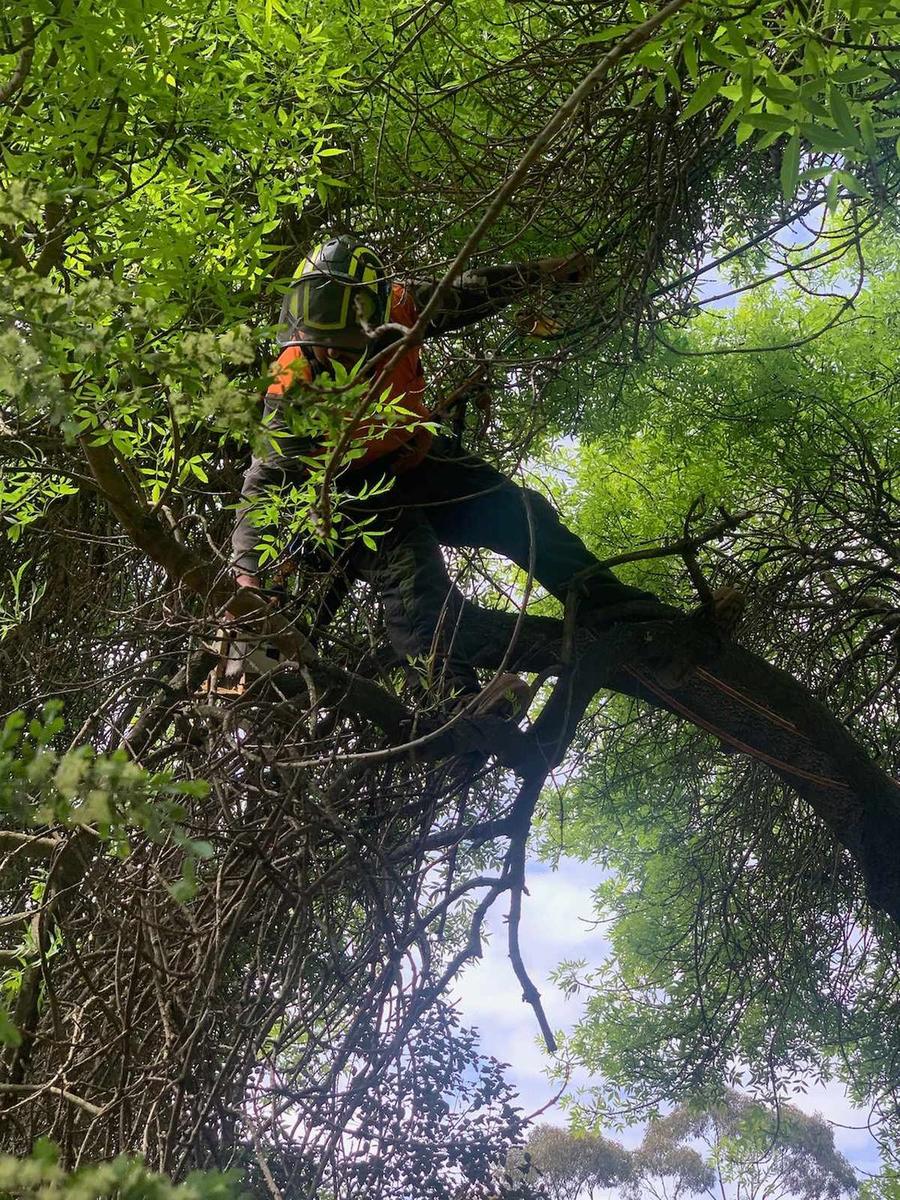 Tree Lopping in Eaglehawk by TB'S Trees, Bendigo
